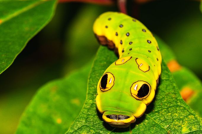 Housenka motýla Otakárka troilského (Papilio troilus)