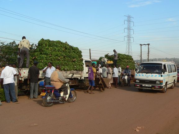 Transport velkého množství banánů do měst. Spotřeba banánů v Ugandě ročně převyšuje 400 kg na osobu.