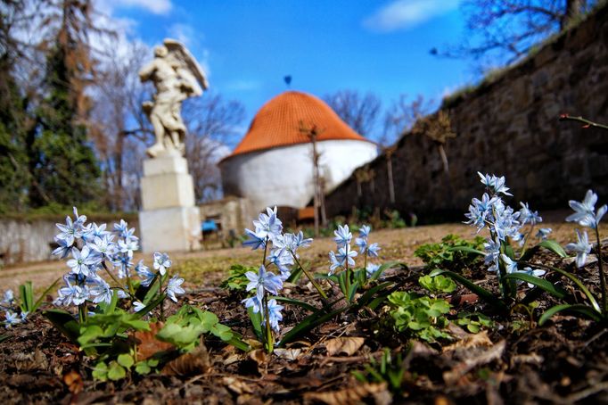 Centrum Chrudimi nabízí celou řadu historických a architektonických skvostů, v posledních letech začala přibývat i zeleň. (Ladoňky u Rozária Muzea barokních soch.)