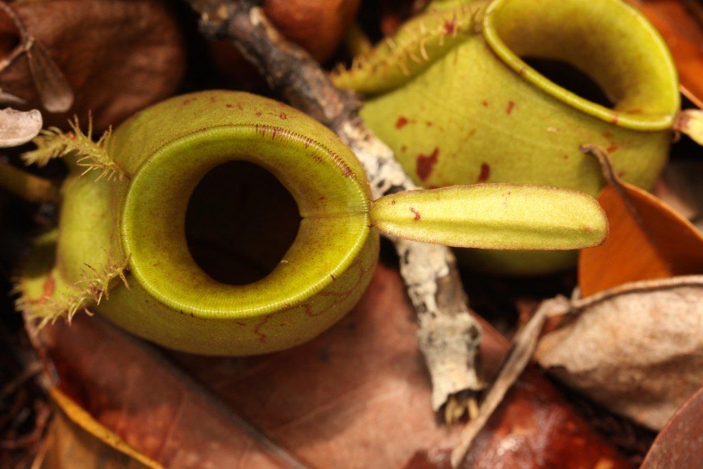 Masožravá rostlina, masožravka - Nepenthes ampullaria