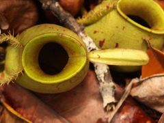 Nepenthes ampullaria, neboli láčkovka soudečková. Svou kořist chytá do těchto láček. Autor rostlinu vyfotil na Borneu.
