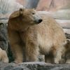 Lední medvěd v Zoo Brno