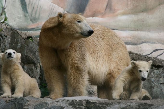 Medvědi lední v Zoo Brno