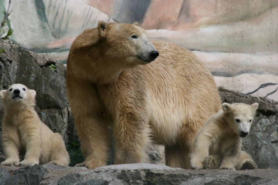 Lední medvěd v Zoo Brno