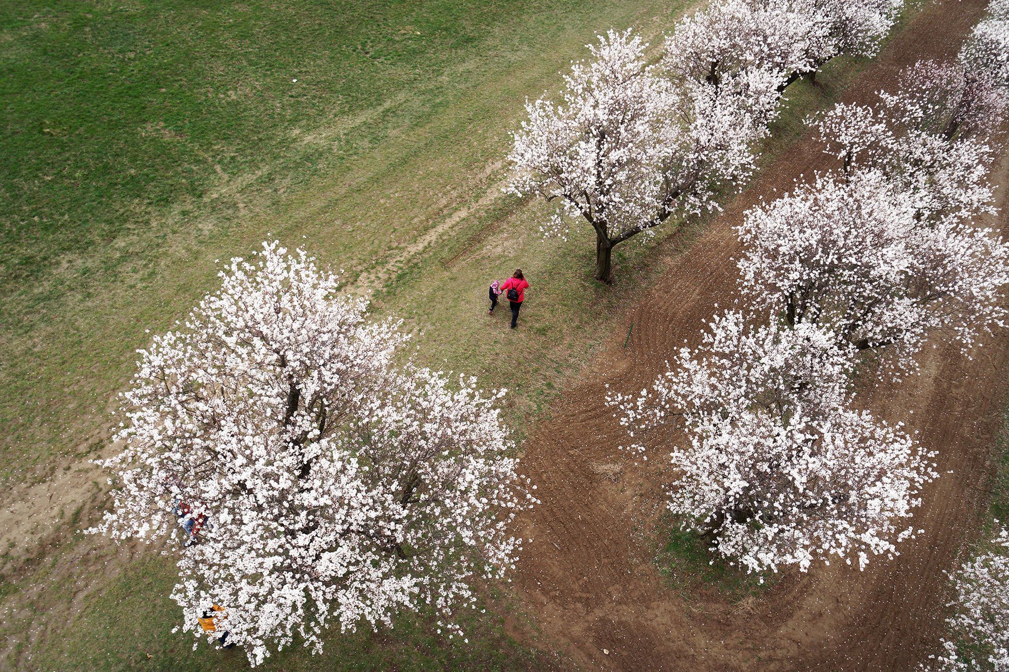 Mandloňové sady v Hustopečích v plném květu, březen 2024
