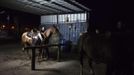 Nadav, the chief cowboy of the Yonatan herd, gets his horse ready in the early morning, on a ranch just outside Moshav Yonatan, a collective farming community, about 2 km (1 mile) south of the ceasefire line between Israel and Syria in the Golan Heights May 21, 2013. Cowboys, who have been running the ranch on the Golan's volcanic rocky plateau for some 35 years, also host the Israeli military, who use half of the cattle farm, 20,000 dunams (5,000 acres), as a live-fire training zone. Israel captured the Golan Heights from Syria in the 1967 Middle East war and annexed the territory in 1981, a move not recognized internationally. Picture taken May 21, 2013. REUTERS/Nir Elias (ENVIRONMENT ANIMALS SOCIETY) ATTENTION EDITORS: PICTURE 25 OF 27 FOR PACKAGE 'COWBOYS OF THE GOLAN HEIGHTS' SEARCH 'COWBOY GOLAN' FOR ALL IMAGES Published: Kvě. 29, 2013, 10:08 dop.