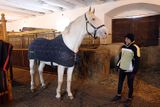 Na světě žije asi 1200 Starokladrubských koní, tady v Kladrubech Nad Labem asi tři sta běloušů a bělek