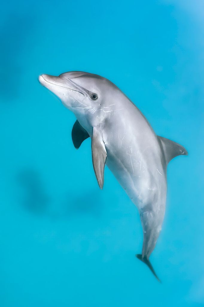 Vítězové soutěže Underwater Photographer of the Year 2024