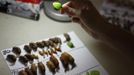 A worker inspects a morpho peleides butterfly cocoon before packing it for export in Butterfly Garden in La Guacima, northwest of San Jose, May 14, 2012. According to the owner Joris Brinkerhoff, who is from the U.S and has more than 29-years of experience dedicated to the export of butterfly cocoons, more than 80,000 cocoons of 70 different species are exported every month from Costa Rica to Europe, Asia, Canada, Mexico and the United States, with prices of the cocoons ranging from $3 to $10 each. REUTERS/Juan Carlos Ulate (COSTA RICA - Tags: BUSINESS SOCIETY ANIMALS) Published: Kvě. 15, 2012, 4:55 dop.