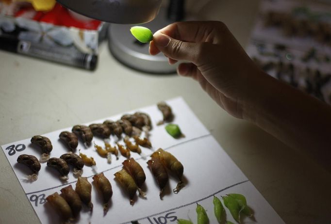 A worker inspects a morpho peleides butterfly cocoon before packing it for export in Butterfly Garden in La Guacima, northwest of San Jose, May 14, 2012. According to the owner Joris Brinkerhoff, who is from the U.S and has more than 29-years of experience dedicated to the export of butterfly cocoons, more than 80,000 cocoons of 70 different species are exported every month from Costa Rica to Europe, Asia, Canada, Mexico and the United States, with prices of the cocoons ranging from $3 to $10 each. REUTERS/Juan Carlos Ulate (COSTA RICA - Tags: BUSINESS SOCIETY ANIMALS) Published: Kvě. 15, 2012, 4:55 dop.