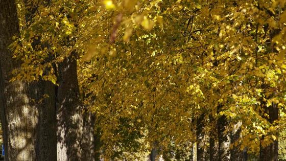 Festival barev. Úchvatné fotografie podzimu