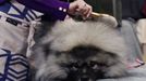 Fotografie z akce Westminster Kennel Club Dog Show, která se konala 11. 2. 2019 v New Yorku v USA.