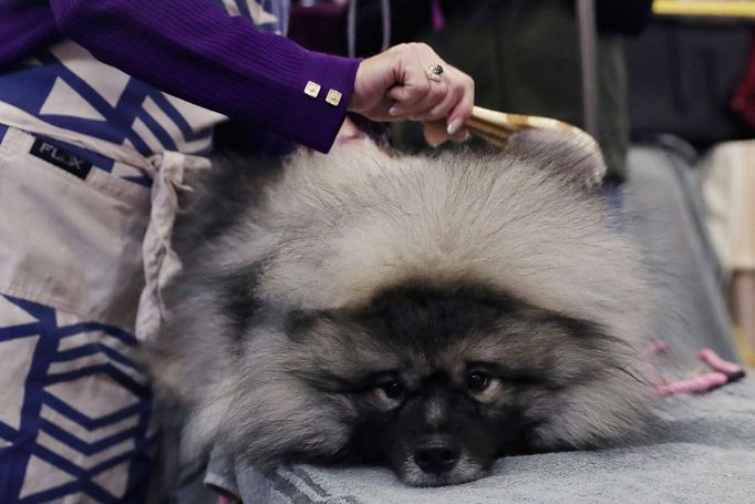 Fotografie z akce Westminster Kennel Club Dog Show, která se konala 11. 2. 2019 v New Yorku v USA.