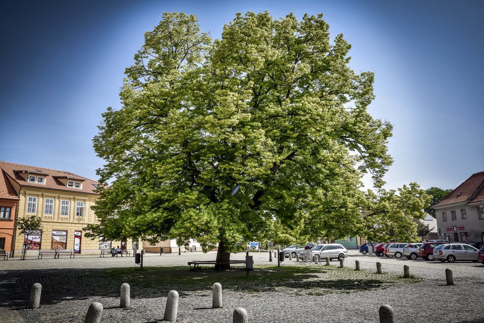 Strom roku 2018  - 100 let republiky