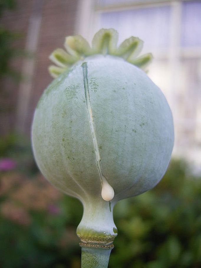 Afghánistánské opium