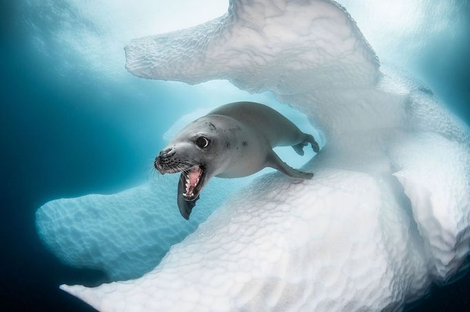 Underwater Photographer of the Year 2020 - vítězné fotografie