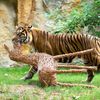 Zoo, Praha, tygr sumaterský, Velká Británie, Achilles