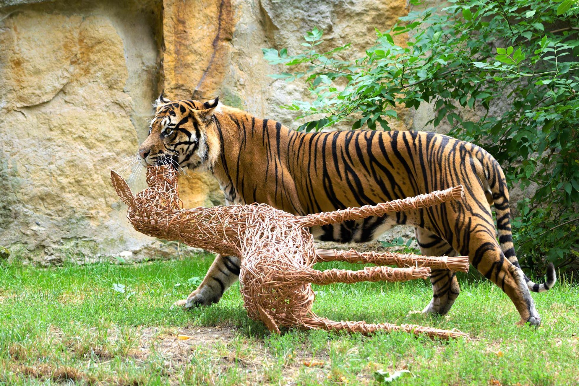 Zoo, Praha, tygr sumaterský, Velká Británie, Achilles
