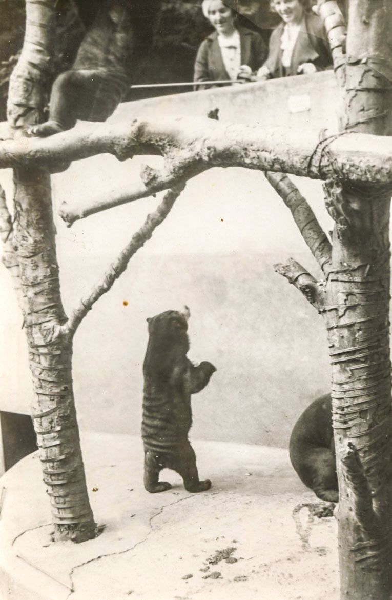 ZOO Liberec, zoo, zoologická zahrada, Liberec, historie, výročí, Domácí