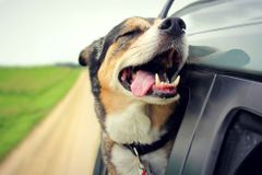 Bizarní řidičské zákony: Neuvazujte psa ke střeše, neřiďte s páskou na očích a umyjte si auto