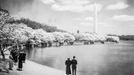 Washingtonův monument u Tidal Basin, Washington, D.C., obklopený kvetoucími sakurami.Rok 1945