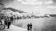 Washingtonův monument u Tidal Basin obklopený kvetoucími sakurami, rok 1945. Za návrhem stavby stojí architekt Robert Mills, otevření se ale nedočkal, zemřel již v roce 1855.