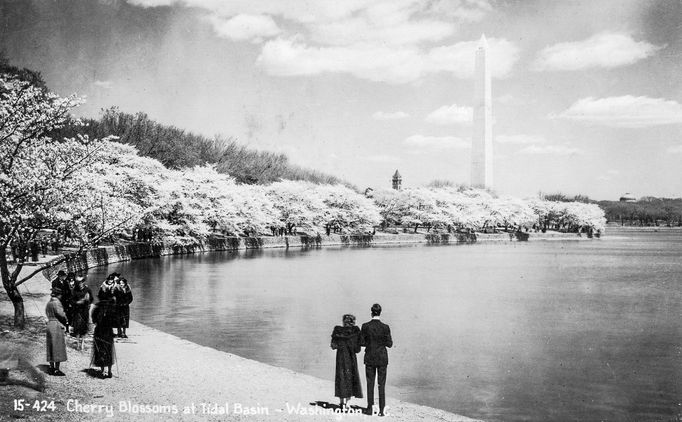 Washingtonův monument u Tidal Basin, Washington, D.C., obklopený kvetoucími sakurami.Rok 1945