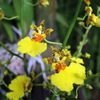 Orchideje v botanické zahradě