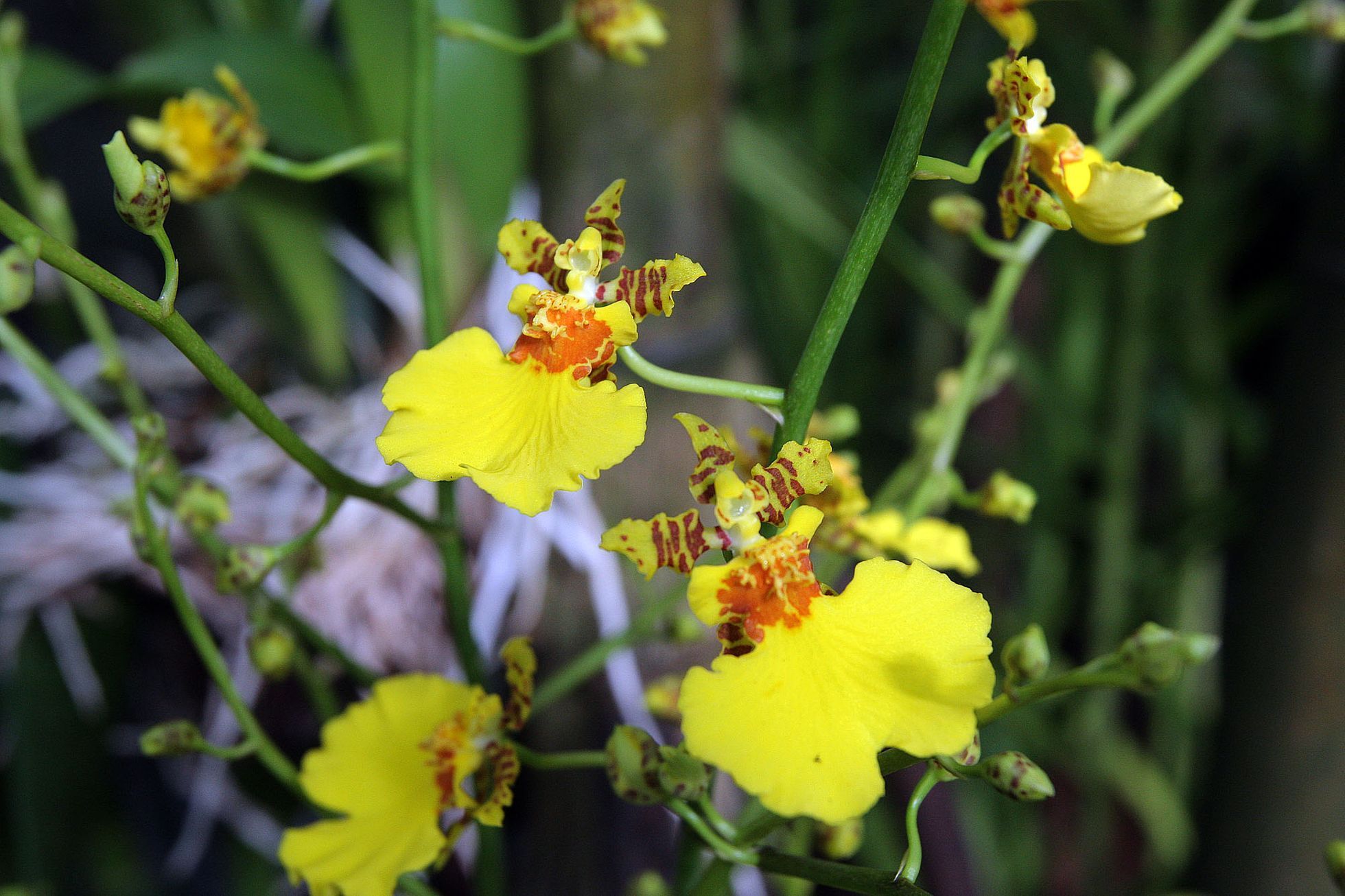 Orchideje v botanické zahradě