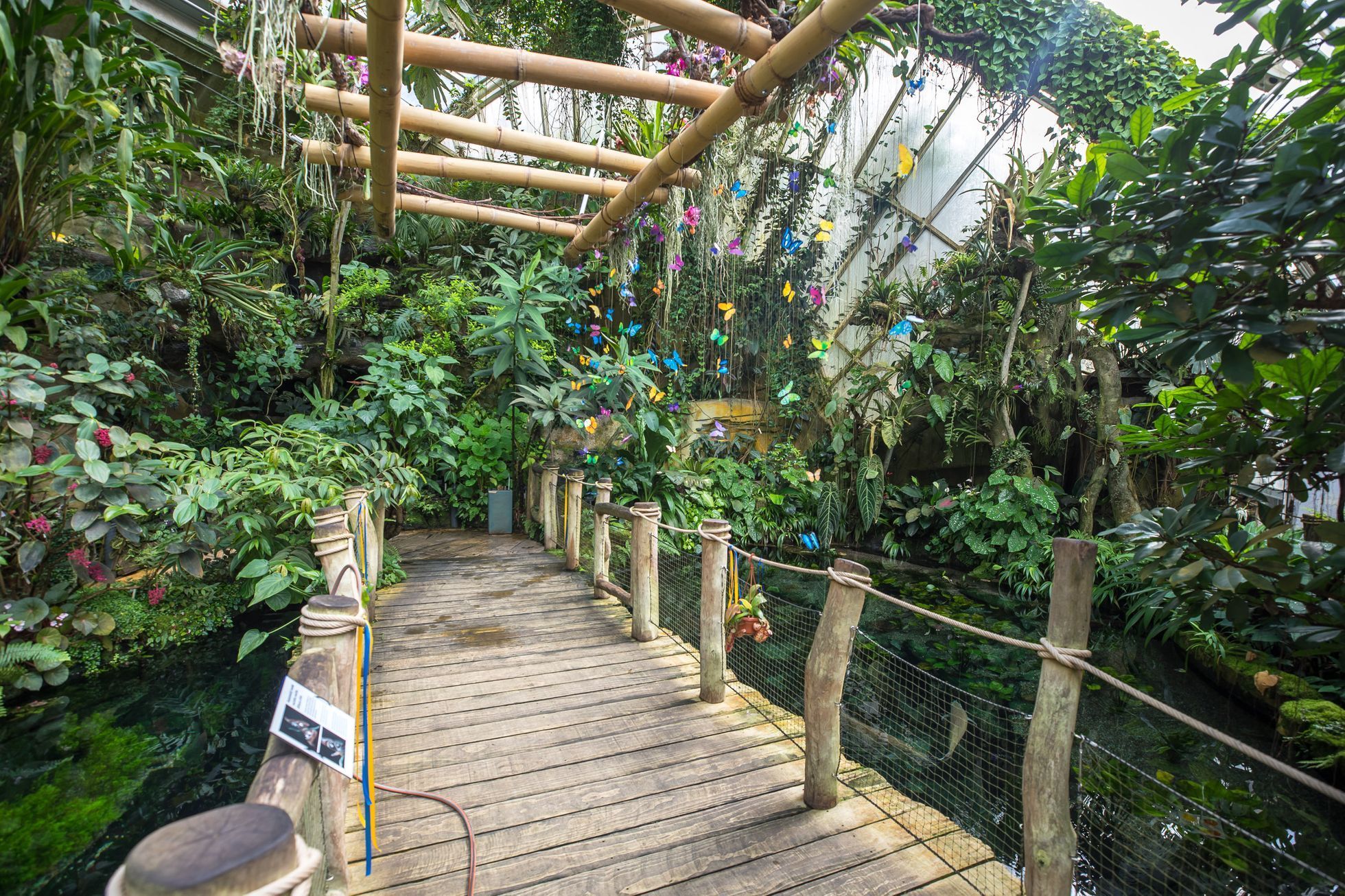 Botanická zahrada zahájila výstavu Motýli, skleník Fata Morgana