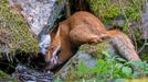 Vítězové soutěže Wildlife Photographer of the Year 2020