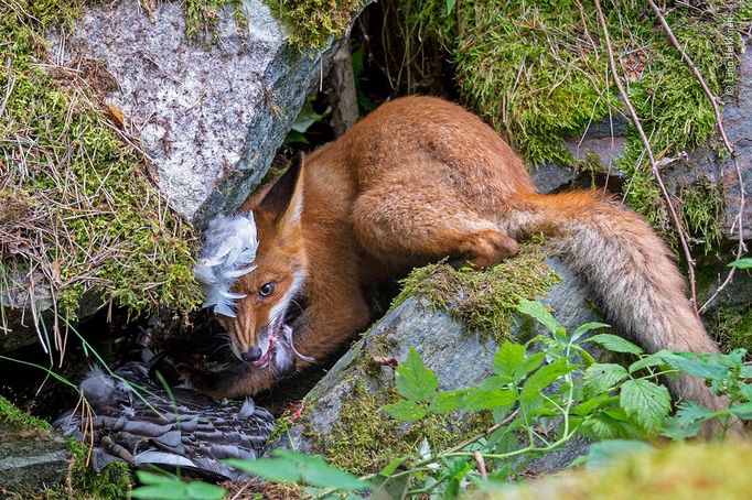 Vítězové soutěže Wildlife Photographer of the Year 2020