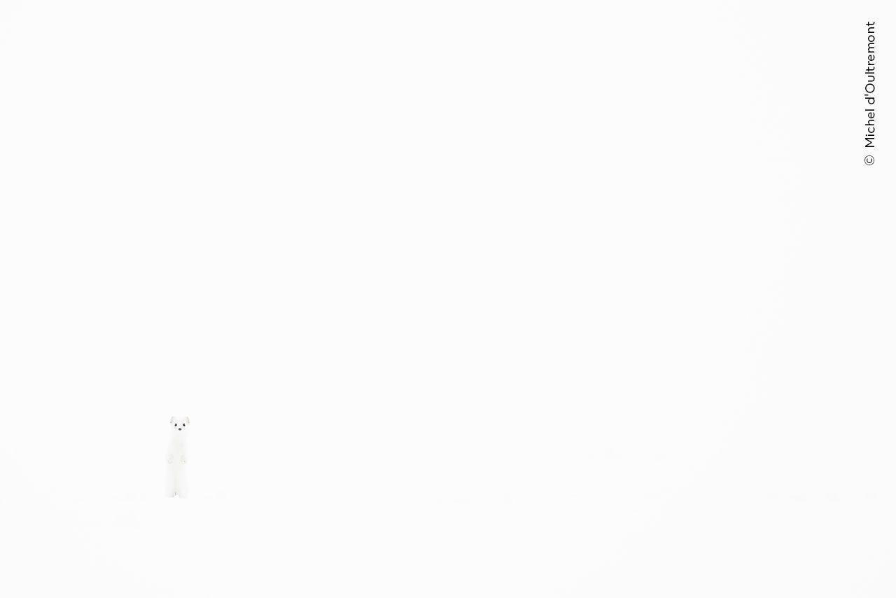 Fotografie ze soutěže Wildlife Photographer of the Year, které se utkají o cenu veřejnosti.