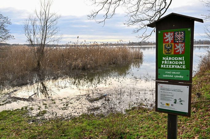 Ptačí oblast, Mlýnský rybník. Národní přírodní rezervace Lednické rybníky na Břeclavsku. Jižní Morava. 5. 1. 2023.