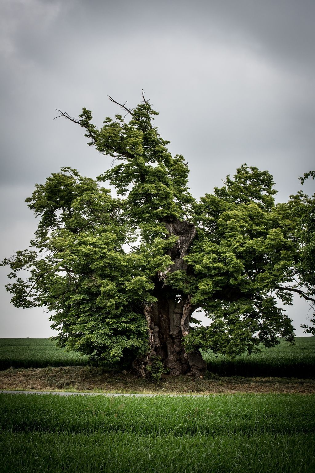 Strom roku 2015 - Chorušická lipka