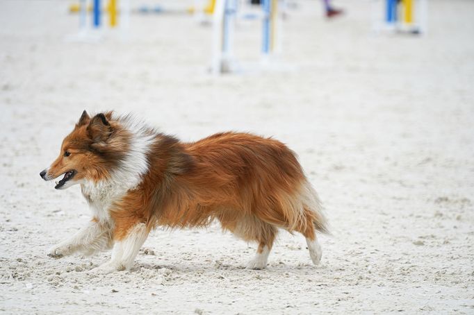 Mezinárodní kynologické závody Prague Agility Party 2022, závodiště Velká Chuchle