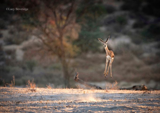 Comedy Wildlife Photography Awards 2021