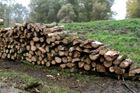 Lesy ČR výrazně navýšily hrubý zisk. Cena dřeva rostla
