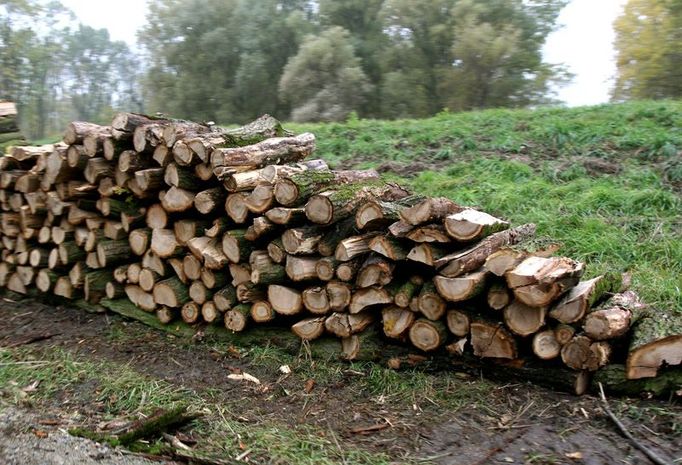 Velké kmeny putují na pilu, z méně kvalitního dřeva bude dřevěné uhlí.