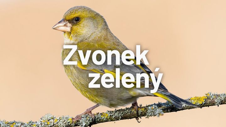 Populace zvonka zeleného poklesla o dvě třetiny za dekádu. Hubí ho "krmítková nákaza"; Zdroj foto: Shutterstock.com, Aktuálně.cz