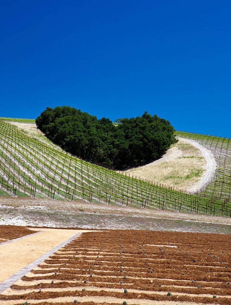 Obrazem: Fascinující podoby symbolu srdce v přírodě