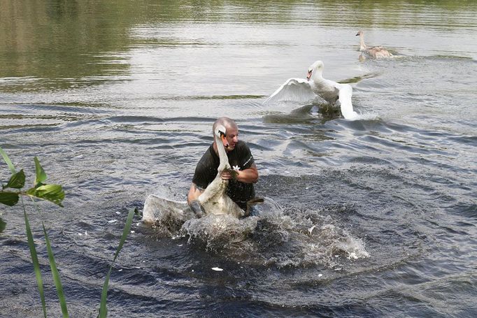 Odchyt labutě velké na rybníku v Dolních Počernicích v Praze. Labuť málem doplatila na lidskou nezodpovědnost. Spolkla háček, který považovala za potravu. Naštěstí to dobře dopadlo a labuť se ještě tentýž den vrátila do přírody.