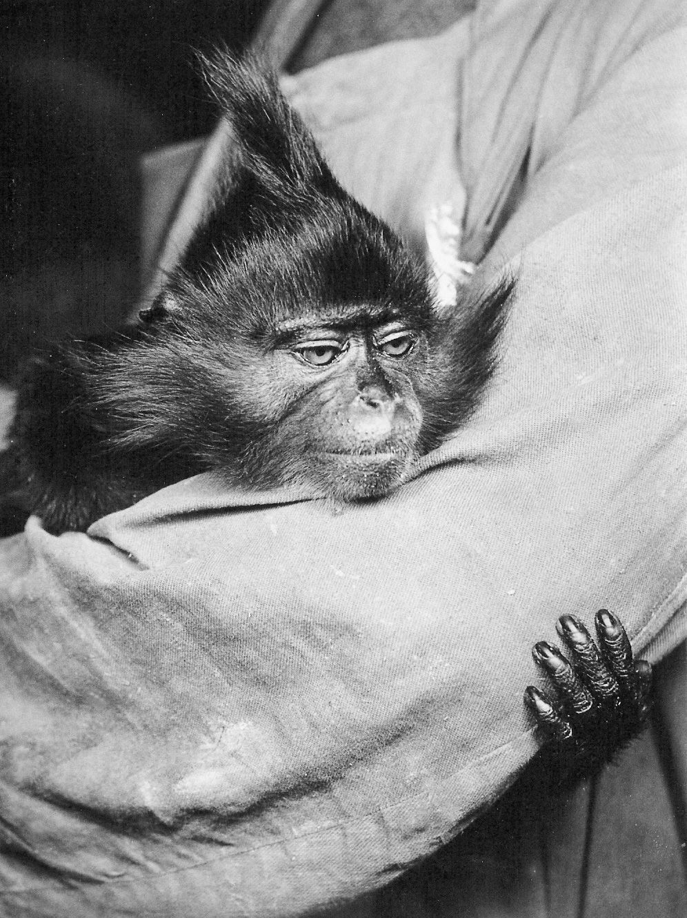 Zoo Brno, Brněnská zoo, zoo, zoologická zahrada, historie, výročí, Domácí