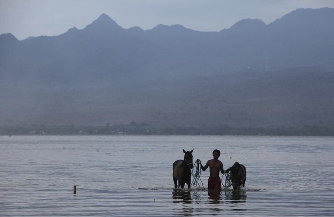 A man walks with his horses after washing them following a race at Kalaki beach on the outskirts Bima, on Indonesia's Sumbawa island, November 18, 2012. Dozens of child jockeys, some as young as eight-years-old take part in the races. Involving nearly 600 horses they take place around a dusty, oval track of 1,400 meters (nearly one mile). The reward, for the winner is a handful of cash for his family, and glory for the jockey. The grand prize is one million rupiah ($100). Those who win their groups get two cows. The chairman of the races' organising team, Hajji Sukri, denies that there is any danger to the children saying they are all skilful riders and none has been killed or seriously hurt. Picture taken November 18, 2012. REUTERS/Beawiharta (INDONESIA - Tags: SPORT SOCIETY) ATTENTION EDITORS: PICTURE 1 of 25 FOR PACKAGE 'BETTING ON CHILD JOCKEYS' Published: Lis. 24, 2012, 9:15 dop.