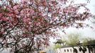 World News - March 19, 2013 NANJING, March 19, 2013 Photo taken on March 18, 2013 shows begonia flowers at the Mochouhu Park in Nanjing, capital of east China's Jiangsu Province. Various flowers are in full blossom as spring comes.