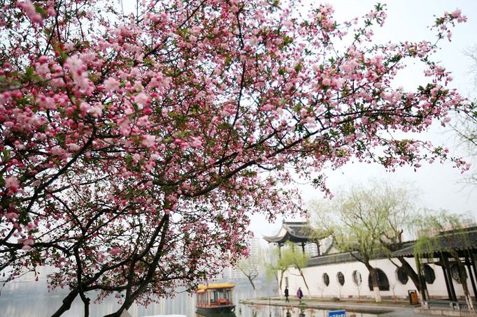 World News - March 19, 2013 NANJING, March 19, 2013 Photo taken on March 18, 2013 shows begonia flowers at the Mochouhu Park in Nanjing, capital of east China's Jiangsu Province. Various flowers are in full blossom as spring comes.