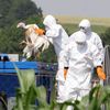 bird flu czech