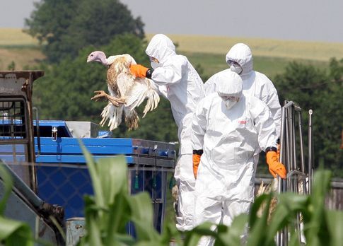 bird flu czech