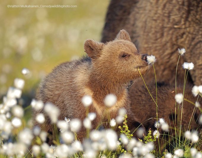 Finalisté soutěže Comedy Wildlife Photography Awards 2022