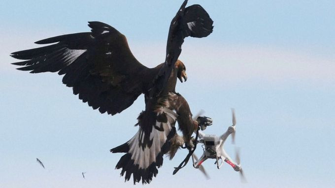 Francouzské vzdušné síly cvičí orly už od mládí, aby dokázali strhnout z oblohy drony, když se dostanou do obydleného či zakázaného prostoru.